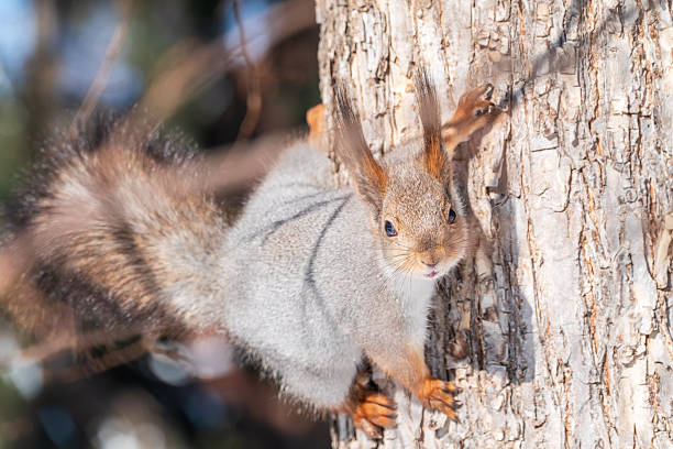 Portrait of a squirrel on a tree trunk. A curious red squirrel peeks out from behind a tree trunk