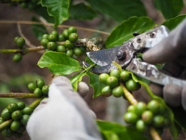 Close-up captures a gloved hand pruning vibrant green coffee cherries on the branch with shears, showcasing agricultural work and plant care in natural daylight