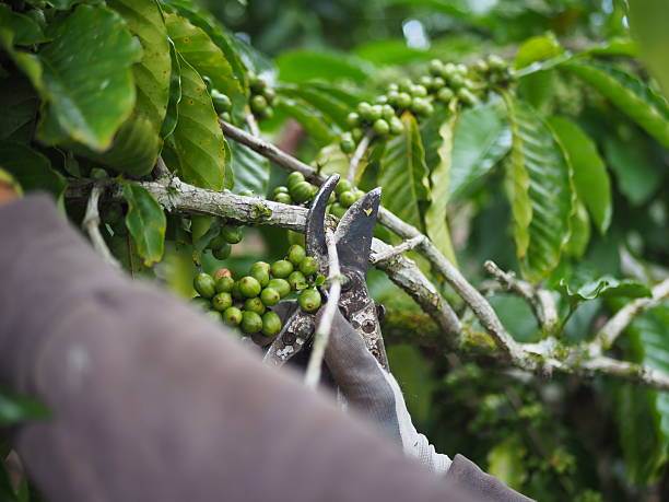 Close-up captures hands pruning a coffee plant branch laden with unripe green coffee cherries, showcasing agricultural practices, growth, and crop management.