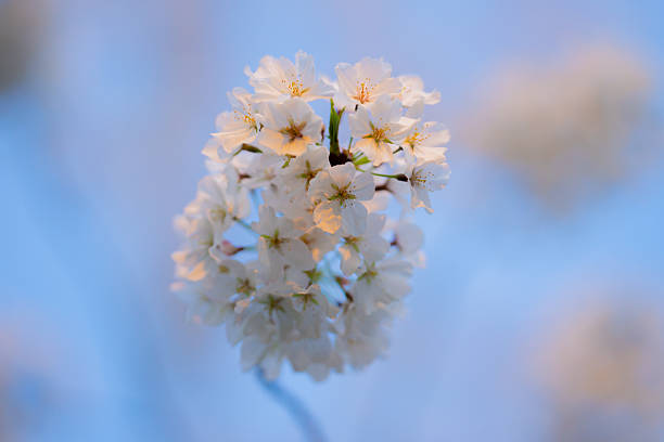 Spring Blossom tree branch with white flowers. Spring flowers. White flowers the fruit tree. The sakura. Cherry blossom trees in bloom. Close up photo of white spring flowers on blue sky background