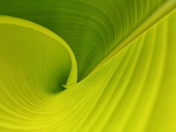 Abstract green banana leaf surface texure background. Natural abstract background