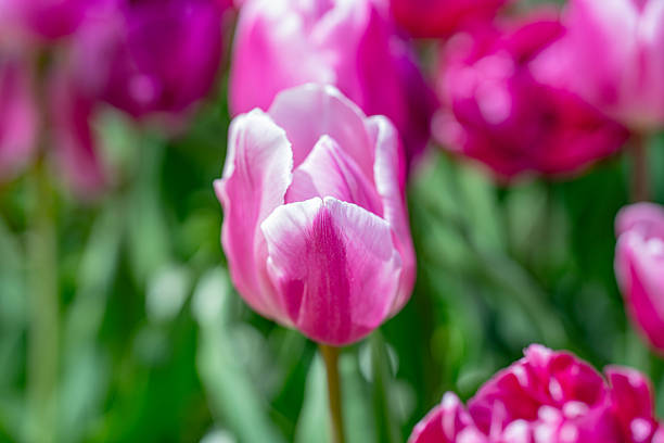 istock Pink spring flowers tulips. Spring background for Easter or Valentines Day. Beautiful bouquet of tulips in spring with blurred background. Bright purple color of blossom tulips. Violet Spring flower. 2249870779