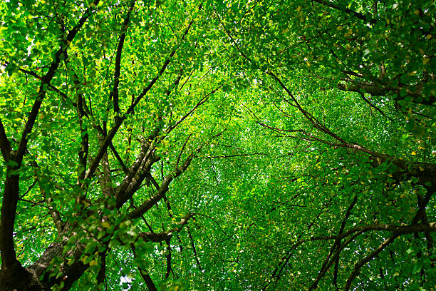 Leaf blurred background. Green leaf on blurred greenery background. Bokeh summer nature background. Green nature. Green leaf in forest. Leaves blurred backdrop. Green leaf background
