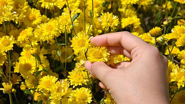 istock Hand picking bright yellow chrysanthemum flowers. 2249871196