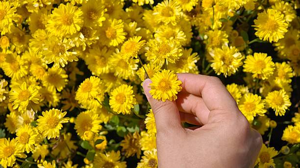 istock Hand picking bright yellow chrysanthemum flowers. 2249871199