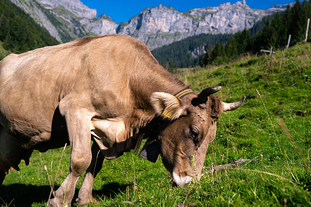 The Jungfrau, Monch and Eiger are behind the cow and are snow capped, Bern Canton