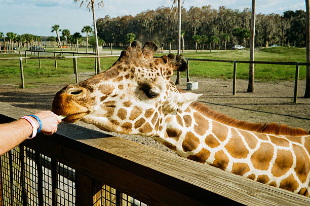 Close-up view of a giraffe reaching over a wooden fence to eat food from a visitor’s hand at a safari park in Florida. The giraffe is shown at close distance, with palm trees and open wildlife enclosure in the background. The scene illustrates wildlife tourism, animal encounters, outdoor recreation, and educational travel experiences in the United States