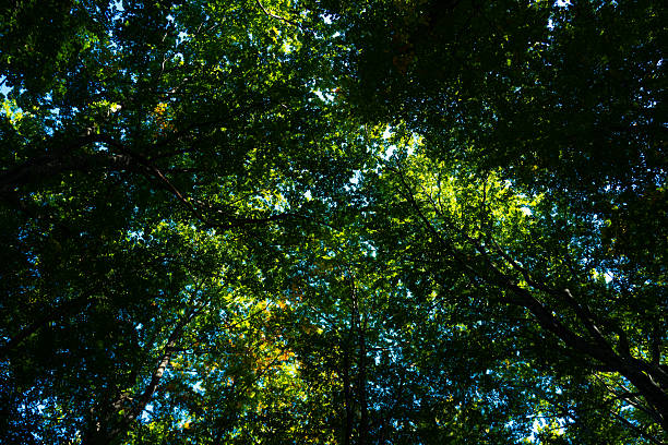Abstract green nature background, selective focus. Green leaf background. Greenery backdrop. Forest background. Green nature background. Green leaf in forest. Leaves backdrop