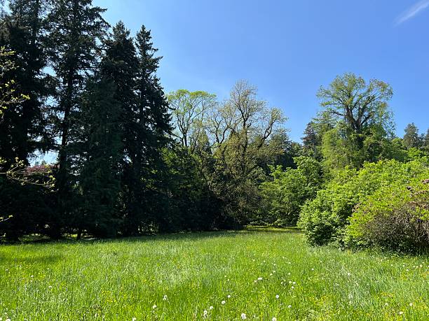 istock Horticultural monument arboretum Opeka (Croatia) - Das Arboretum Opeka oder Pflanzensammlung im Park von Schloss Opeka (Kroatien) - Hortikulturni spomenik arboretum Opeka (Vinica, Hrvatska) 2249874337