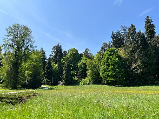 istock Horticultural monument arboretum Opeka (Croatia) - Das Arboretum Opeka oder Pflanzensammlung im Park von Schloss Opeka (Kroatien) - Hortikulturni spomenik arboretum Opeka (Vinica, Hrvatska) 2249874351