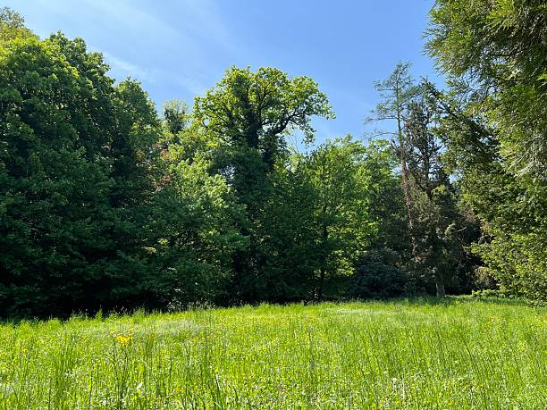 istock Horticultural monument arboretum Opeka (Croatia) - Das Arboretum Opeka oder Pflanzensammlung im Park von Schloss Opeka (Kroatien) - Hortikulturni spomenik arboretum Opeka (Vinica, Hrvatska) 2249874396