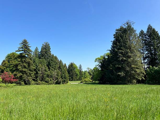 istock Horticultural monument arboretum Opeka (Croatia) - Das Arboretum Opeka oder Pflanzensammlung im Park von Schloss Opeka (Kroatien) - Hortikulturni spomenik arboretum Opeka (Vinica, Hrvatska) 2249874411