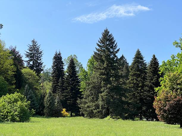 istock Horticultural monument arboretum Opeka (Croatia) - Das Arboretum Opeka oder Pflanzensammlung im Park von Schloss Opeka (Kroatien) - Hortikulturni spomenik arboretum Opeka (Vinica, Hrvatska) 2249874449