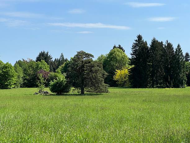 istock Horticultural monument arboretum Opeka (Croatia) - Das Arboretum Opeka oder Pflanzensammlung im Park von Schloss Opeka (Kroatien) - Hortikulturni spomenik arboretum Opeka (Vinica, Hrvatska) 2249874452