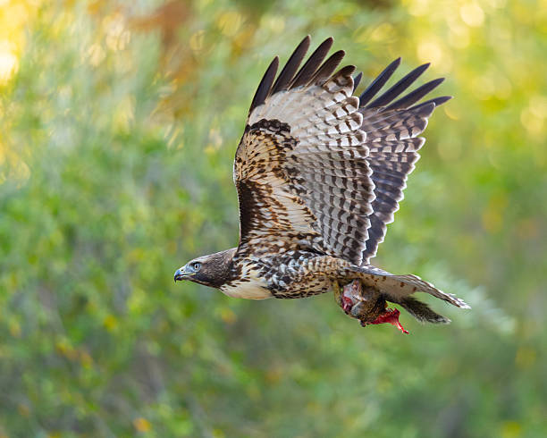 istock Extremely close view of a red-tailed hawk flying with a squirrel in its talons, seen in the wild in  North California 2249874604
