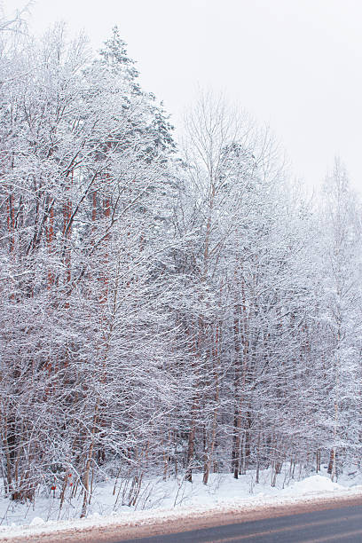 istock Vertical. Road in a winter forest covered with snow. Heavy snowfall. 2249874792