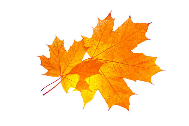 istock Bright colorful autumn leaves. nature 2249874823