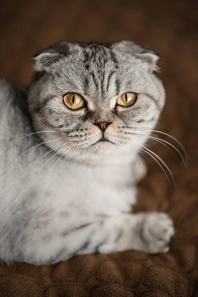 istock A beautiful gray large Scottish Fold cat or Scottish fold. Pet playful cat 2249874857