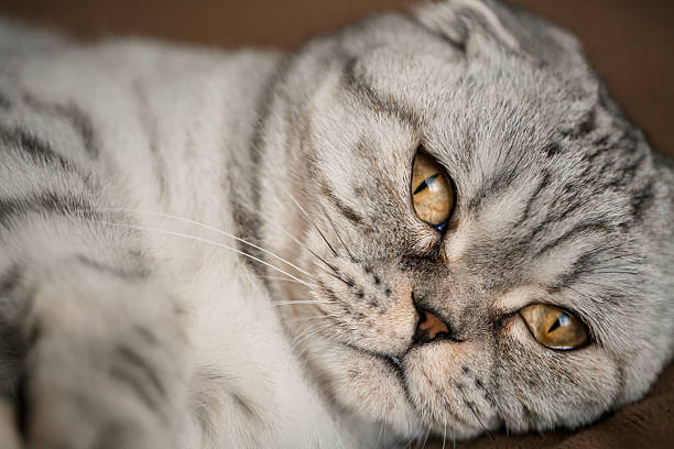 istock A beautiful gray large Scottish Fold cat or Scottish fold. Pet playful cat 2249875077