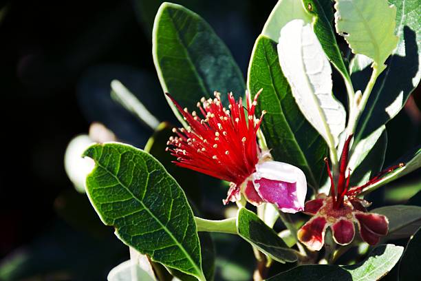 A Feijoa tree in bloom (Acca sellowiana). Known as Fejoa in New Zealand, it is also called \