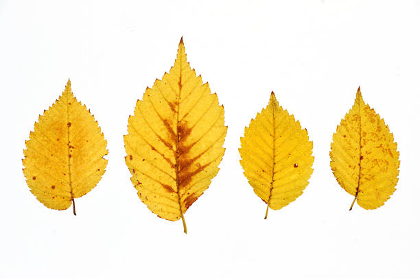 autumn yellow leaf isolated on white background