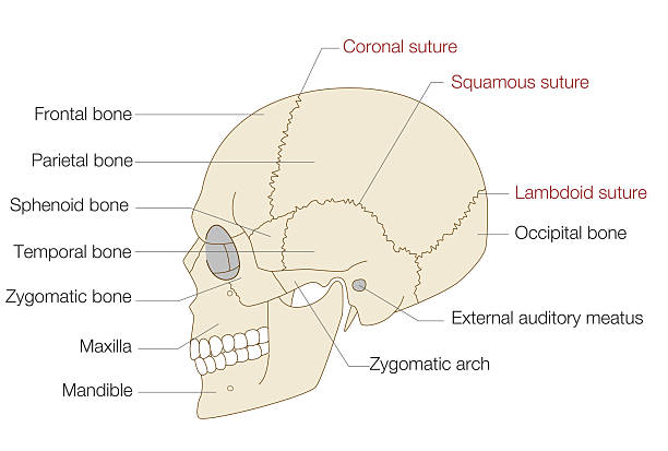 istock Anatomical Illustration of the Skull from a Lateral View (Educational and Medical Use, English Labels) 2249877279