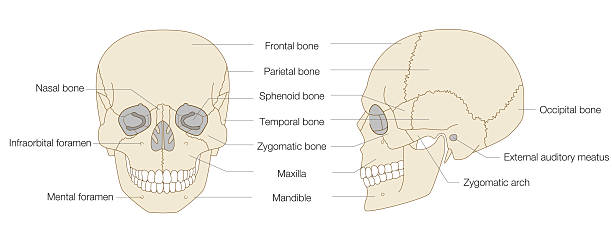 istock Anatomical Illustration of the Skull from Frontal and Lateral Views (Educational and Medical Use, English Labels) 2249877448