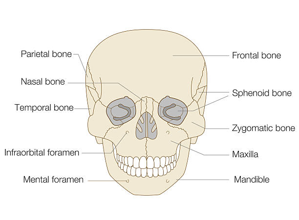 istock Anatomical Illustration of the Skull from a Frontal View (Educational and Medical Use, English Labels) 2249877502