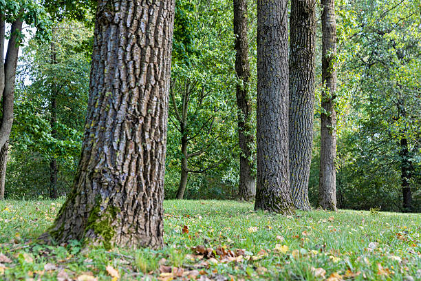 istock green grass and yellow dry foliage from deciduous trees at the beginning of leaf fall, colorful foliage lying on the ground in the autumn season in sunny warm weather 2249880046