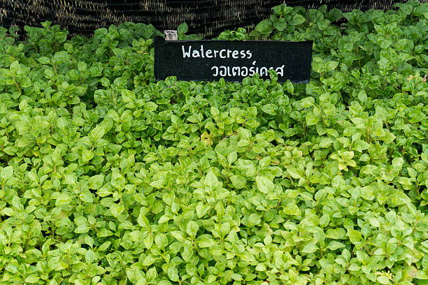 Watercress garden on the farm, fresh green for health,Green vegetable background image