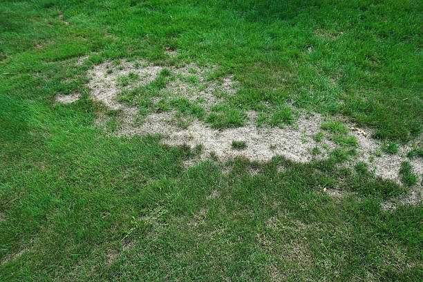 istock lawn in bad condition and need maintaining 2249882591