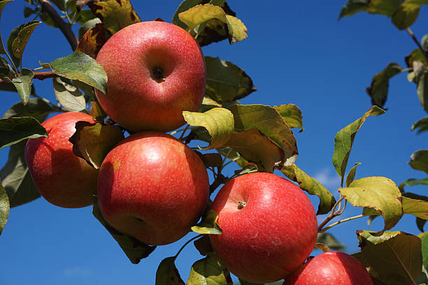 istock red apples on the tree in harvest season 2249882612