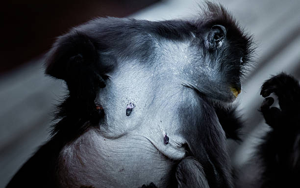 istock Dusky langur nurturing infant monkey in close-up view 2249882638