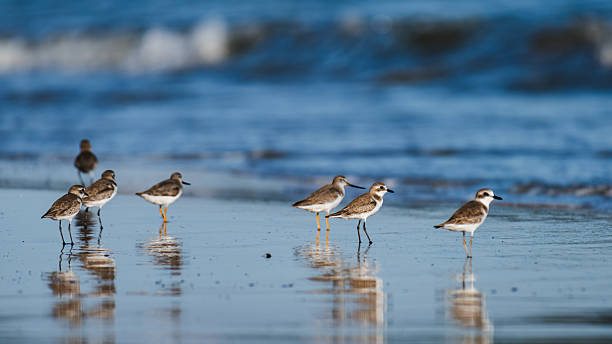 istock Small sandpiper birds walking on ocean beach 2249882703
