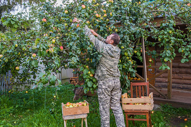 A man, a European, picks apples from an apple tree.
