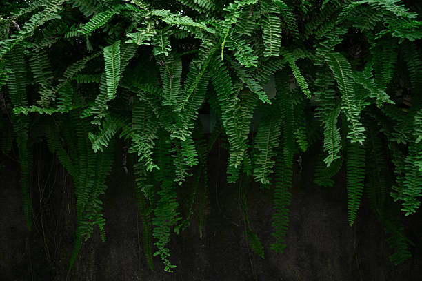 Lush green ferns cascading down a dark wall, creating a vibrant contrast