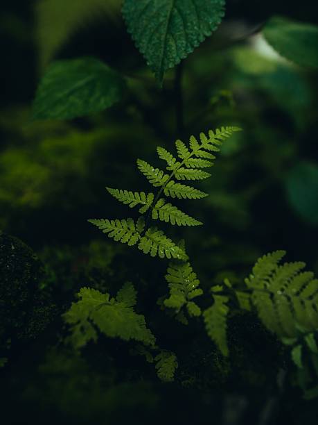 istock A vibrant green fern frond glowing in a dark moody forest setting. 2249887002