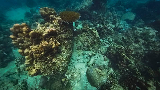 istock Coral reef underwater still on a tropical waters in Ko Samui, Thailand 2249887340