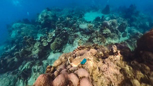 istock Coral reef underwater still on a tropical waters in Ko Samui, Thailand 2249887369