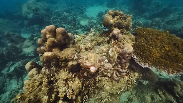 istock Coral reef underwater still on a tropical waters in Ko Samui, Thailand 2249887391