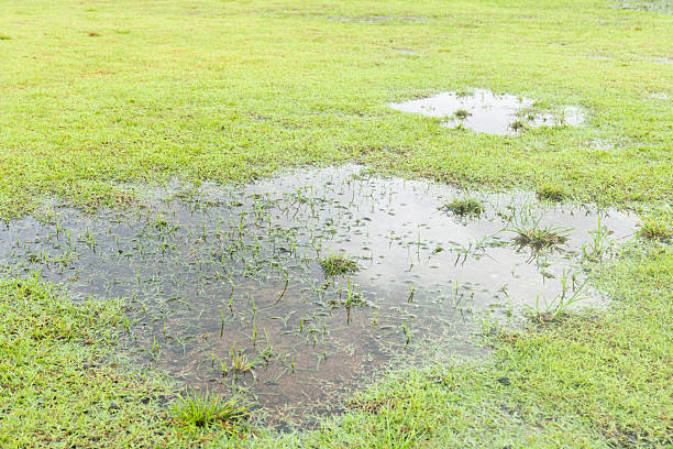 istock Grass Died becauseYard Drainage Problems and Waterlogged lawns. 2249888260