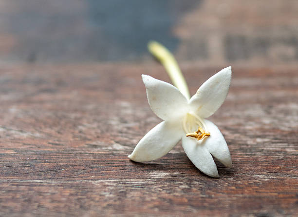 A White flower, tree leaves, and green background