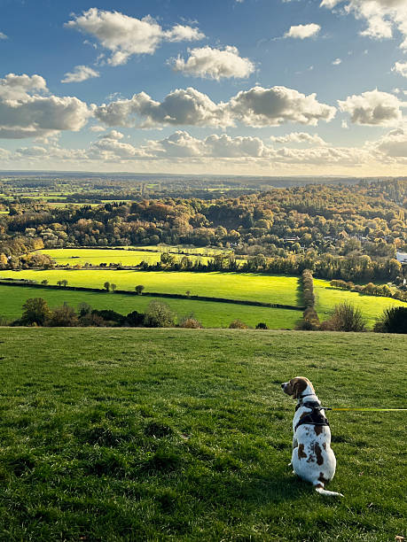 istock Dog sitting on hillside overlooking bright green fields in English countryside 2249889781