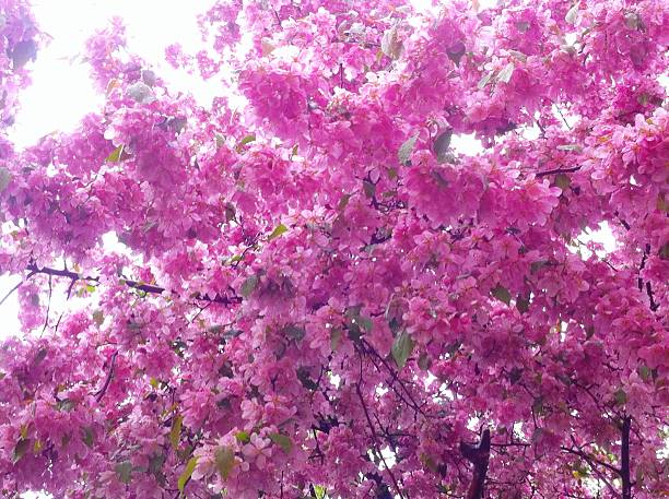 Vivid cherry blossom branches contrast beautifully against a clear, bold blue sky. A haze has been added for use as a background