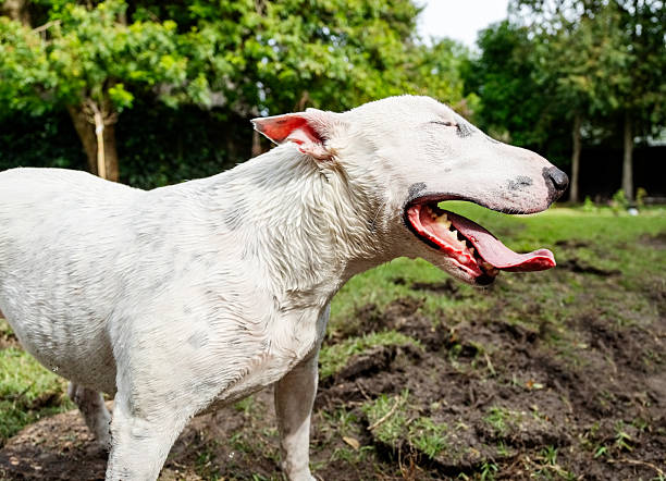 Happy bull terrier is panting and playing outdoors in backyard while looking refreshed and energetic on a warm day