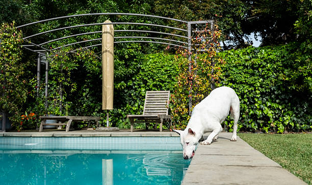 Thirsty white bull terrier drinking from swimming pool with clear turquoise water while enjoying the outdoor backyard on a sunny day