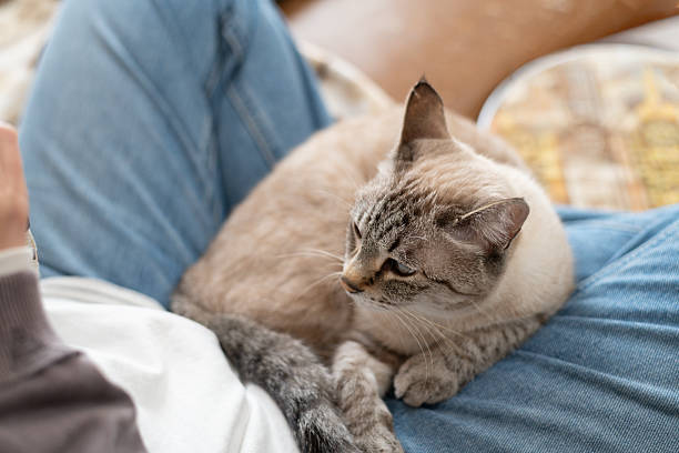istock Cute cat relaxing on its owner's lap 2249892289