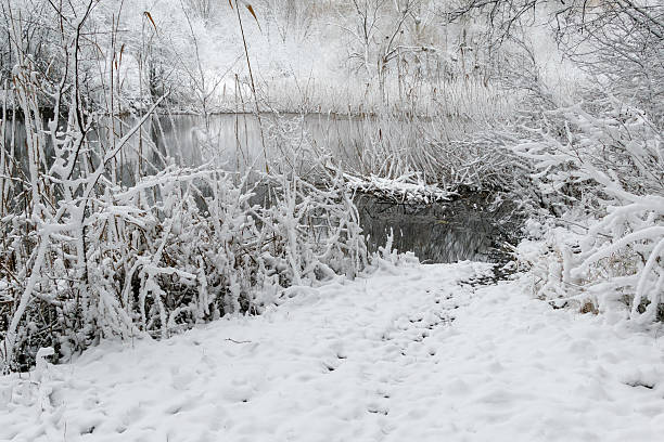 Winter landscape displaying a park with hoarfrost covering trees and a frozen canal