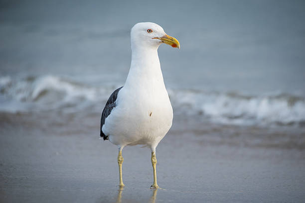 istock Close up of a black backed Gull or mollyhawk 2249892451