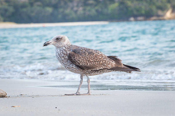 A seagull  at the beach. Shot with a Canon 5D Mark IV.
